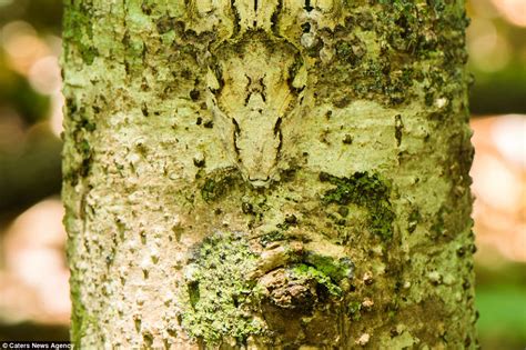  Eidechse: Ein Meister der Tarnung mit einem unstillbaren Appetit auf Insekten!