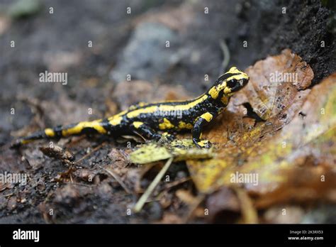  Erdsalamander – Ein Meister der Tarnung mit einer Vorliebe für feuchte Verstecke!