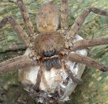  Fenstertrommelspinne! Ein faszinierender Meister der Tarnung und geduldiger Jäger