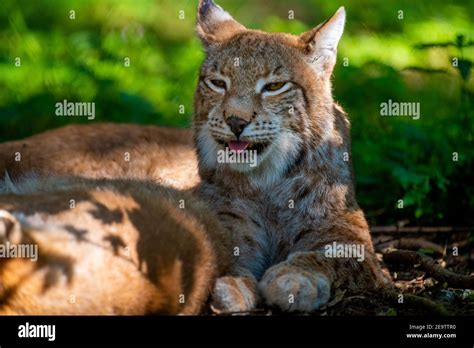  Luchs! Ein faszinierendes Raubtier mit scharfen Sinnen und einem eleganten Gang