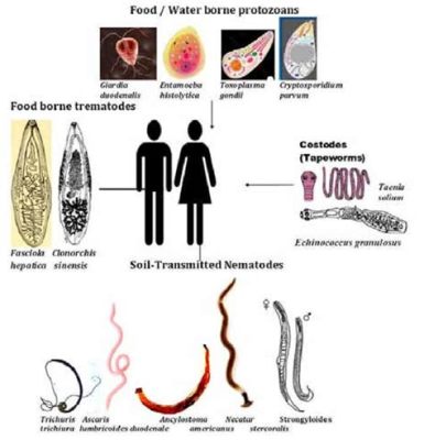  Rimaria! Ein faszinierender Trematode, der sich durch die Welt des Wassers treibt und seine Wirte mit Geschick sucht.