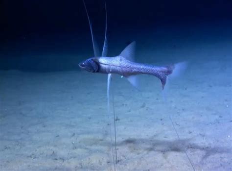  Unterseetaucher! Ein faszinierender Fisch mit leuchtenden Farben und einer beeindruckenden Anpassungsfähigkeit an die Tiefsee