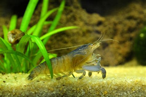  Vampire Shrimp!  Ein faszinierender Unterwasserbewohner, der die Dunkelheit liebt und sich von den Abfällen anderer Lebewesen ernährt!