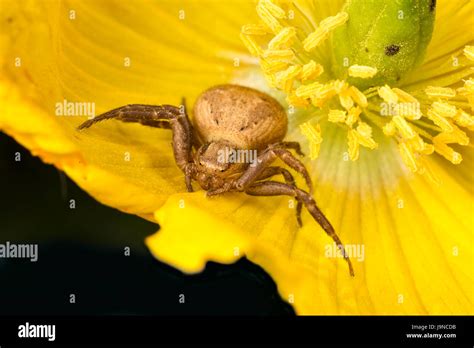  Xysticus! Ein Meister der Tarnung und des geduldigen Wartens auf seine Beute