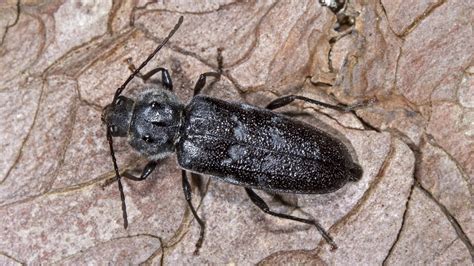  Cockchafer! Kennst du das faszinierende Geräusch, das diese Käfer nachts mit ihren kräftigen Beinen auf dem Laub erzeugen?