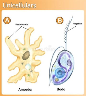  Gymnamoeba: Eine Reise durch die faszinierende Welt einzelliger Organismen mit riesigen Dimensionen!