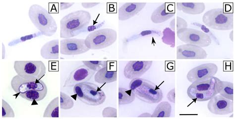  Hepatozoon – Ein Mikroparasit der unvorhersehbaren Wege!