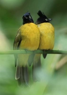  Junko! Ein faszinierender Vogel mit leuchtenden Federn und melodischem Gesang