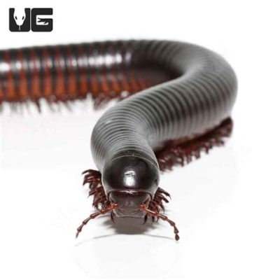  Millipede: A Gentle Giant With Thousands of Legs Navigating the World Through Its Sense of Touch!