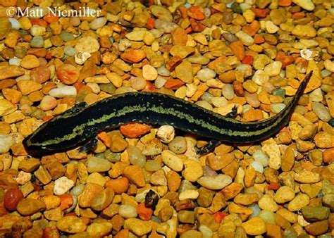  Mudpuppy: Ein scheues Amphibien-Wunder mit faszinierendem Schleim-Schutzschild!