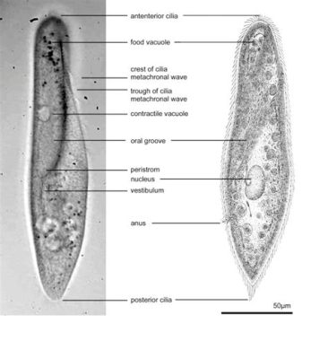  Paramecium! Ein mikroskopisches Wunderwesen mit unzähligen Wimpern, das sich flink durch das Wasser treibt