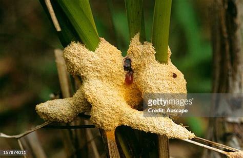   Slime Mold! A Microscopic Marvel That Engulfs Its Prey Like a Tiny Amoeba-Powered Vacuum Cleaner