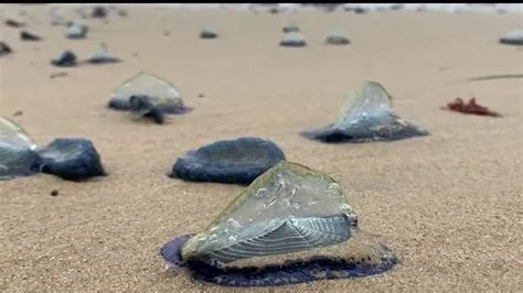  Velella: Eine faszinierende Quallenart, die gleichzeitig auch ein treibendes Segelboot ist!