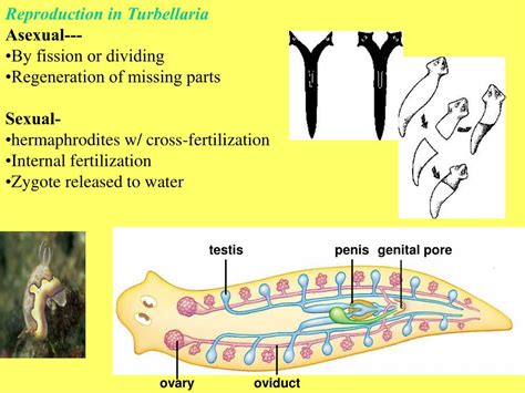  Viviparus! Ein faszinierender Süßwasser-Turbellarier mit ungeahnten Talenten in der Welt der Fortpflanzung