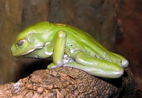  Waxy Monkey Leaf Frog: This Amphibian Masters Both Camouflage and Acrobatics!