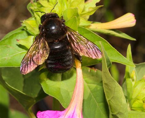  Xylocopa - Ein faszinierendes Insekt mit einem Hang zur Zimmermannskunst und dem Ruf eines fleißigen Pollentransporters!