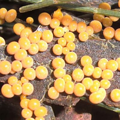 Yellow Slime Mold: Discover the Fascinating World of this Microscopic Giant!